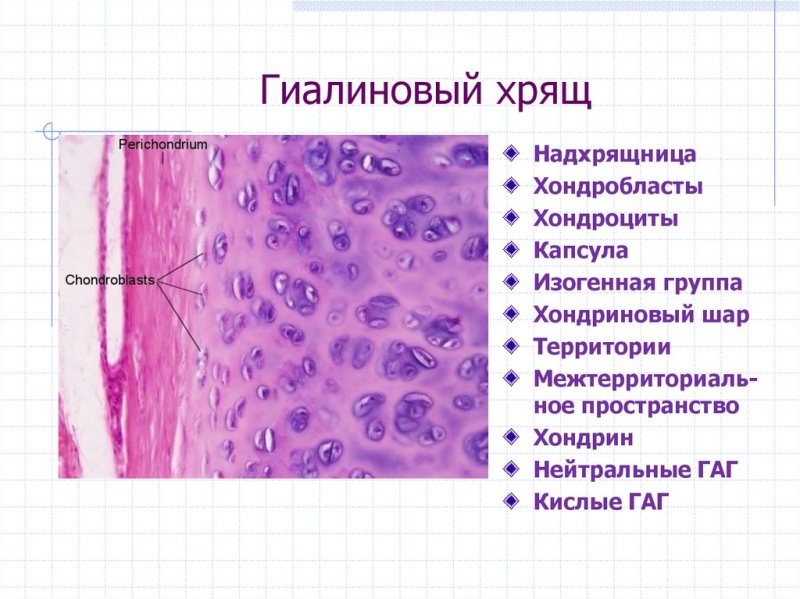 Гиалиновый стекловидный хрящ