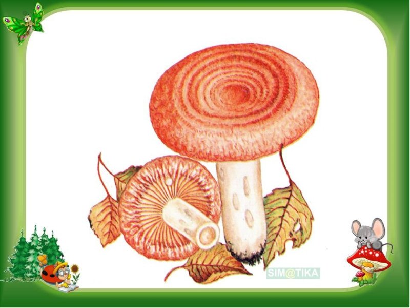 Волнушки сыроежки