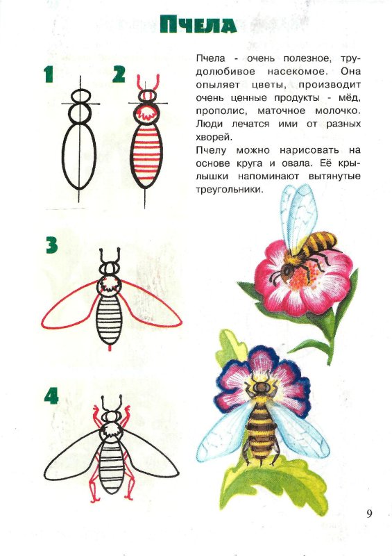 Поэтапное рисование насекомых для дошкольников