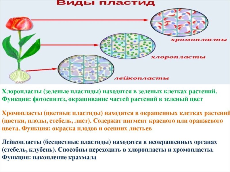Пластиды хлоропласты хромопласты лейкопласты