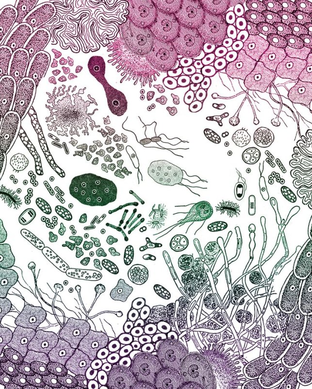 Фон микробиом кишечника