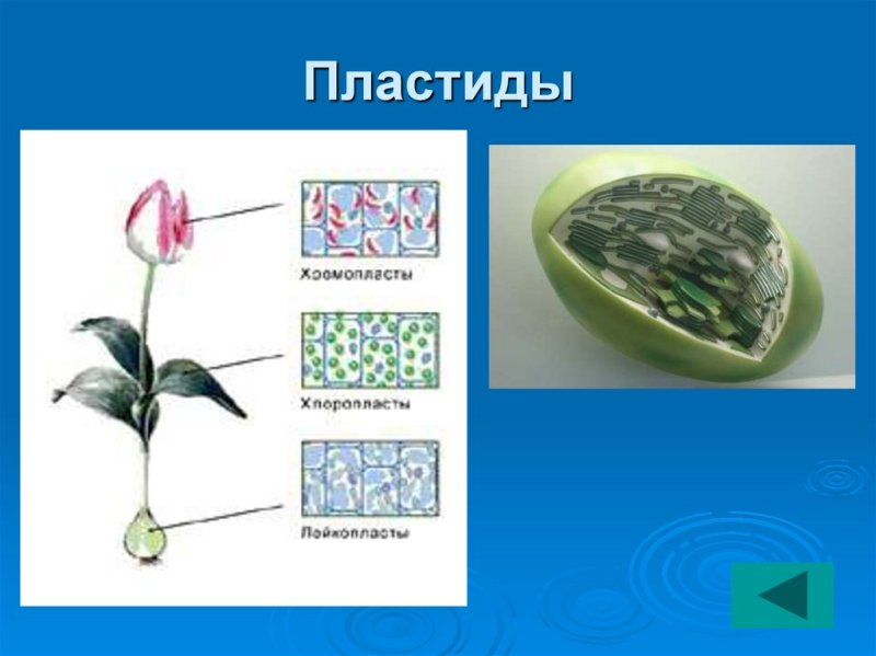 Пластиды рисунок