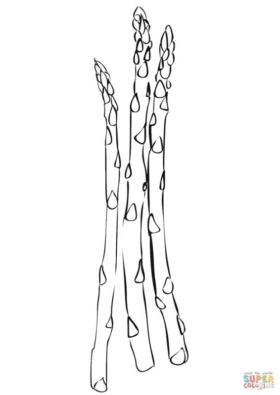 спаржа белая