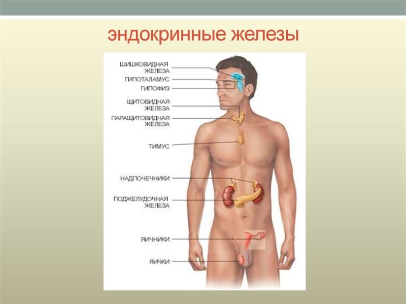 Эндокринная система железы расположение