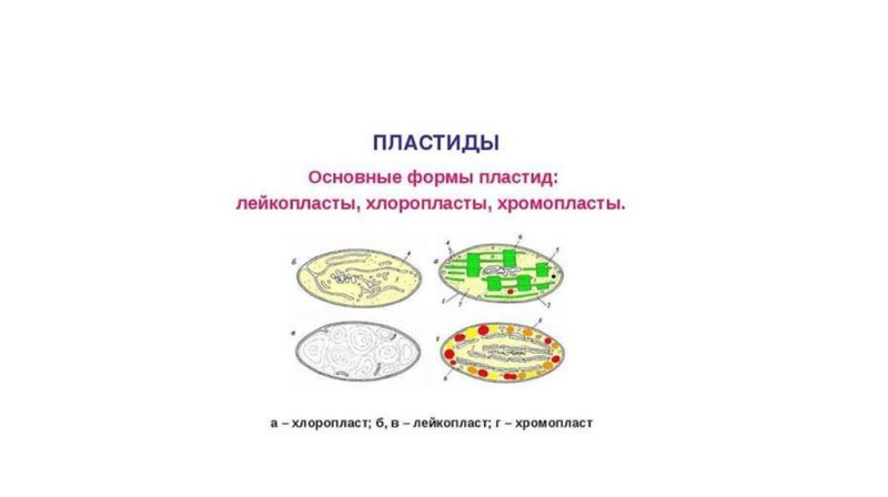 Пластиды строение хлоропласта лейкопласта