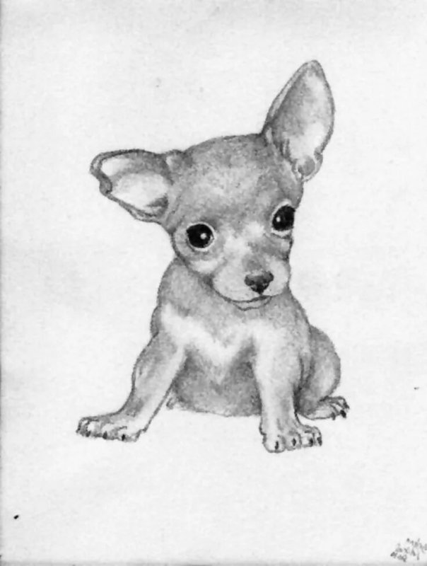 Собака рисунок карандашом
