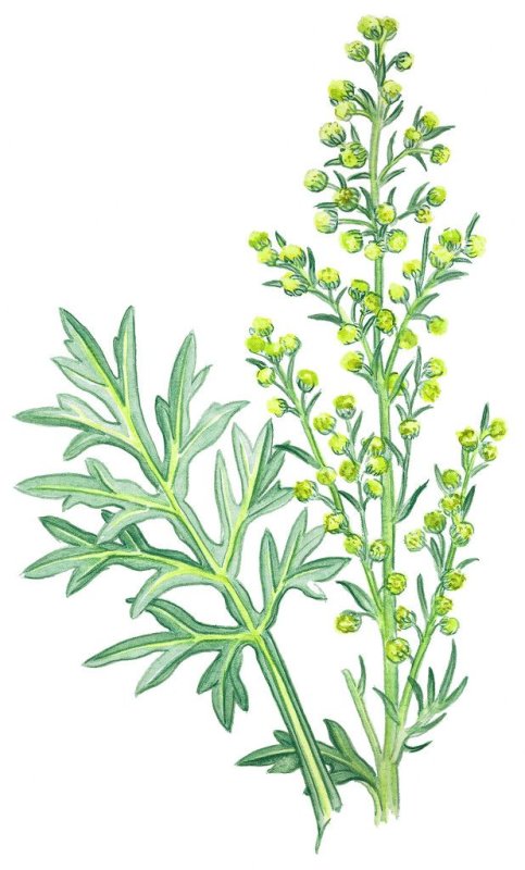Полынь обыкновенная (Artemisia vulgaris)