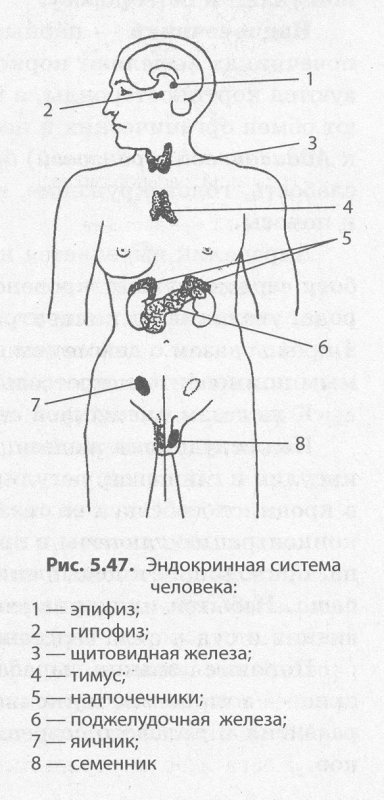 Расположение желез внутренней секреции рисунок