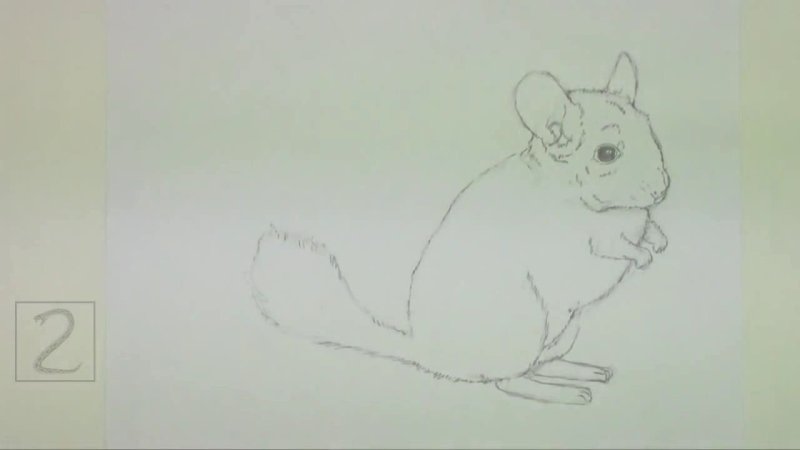 Рисунок шиншиллы легкий