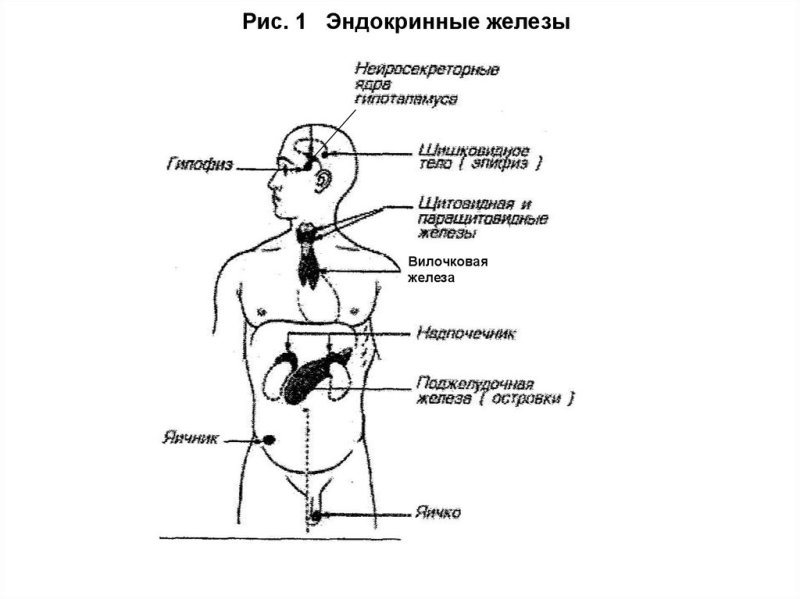 Эндокринная система железы внутренней секреции схема