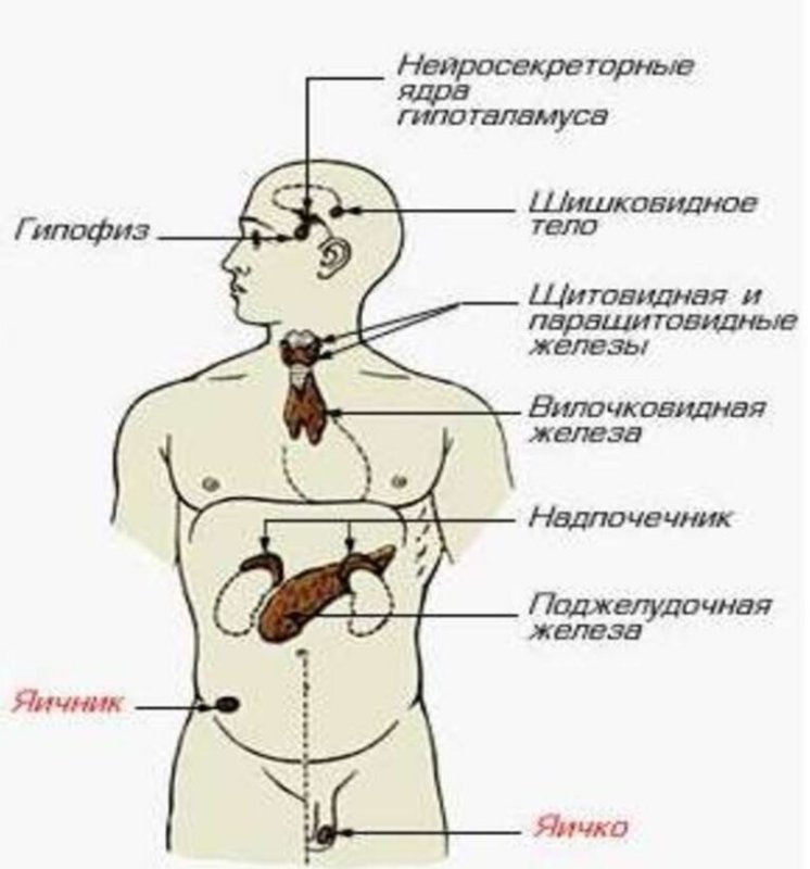 Эндокринная система железы внутренней секреции схема