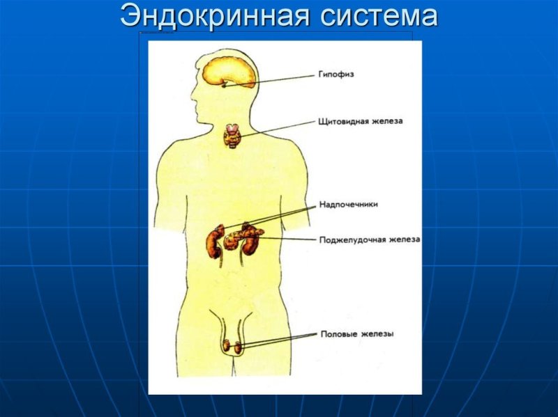 Органы эндокринной системы человека