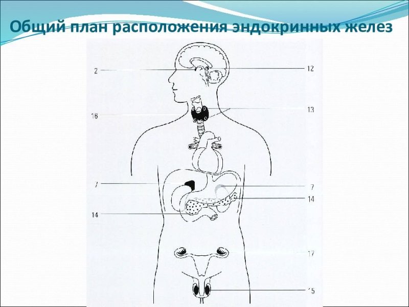 Анатомия желез внутренней секреции