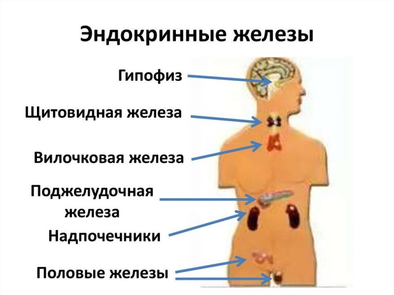 Схема расположения желез внутренней секреции