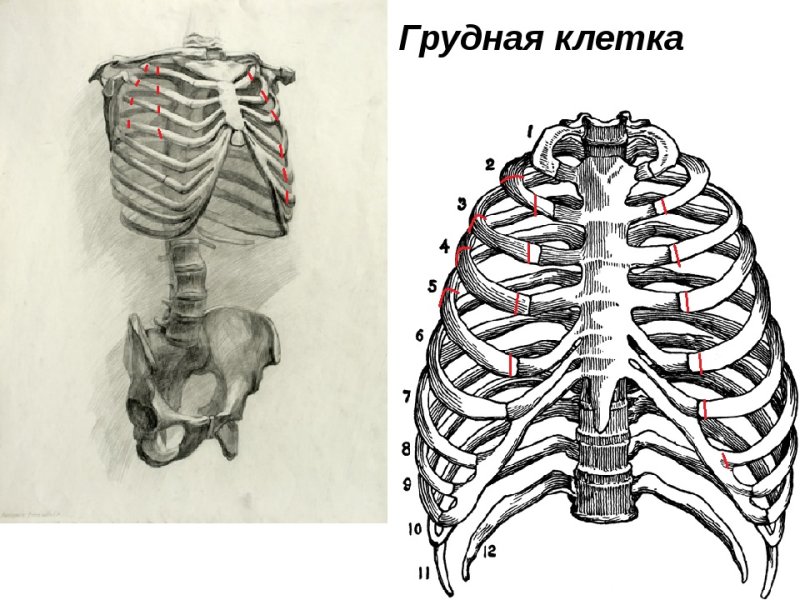 Анатомия костей грудной клетки