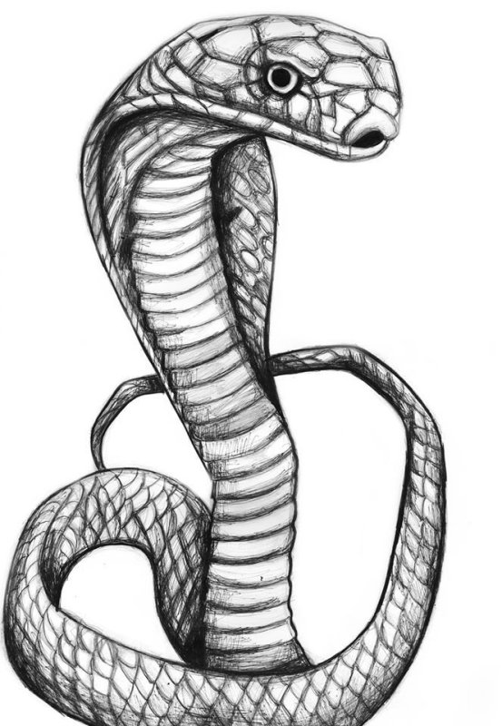Рисунок змеи