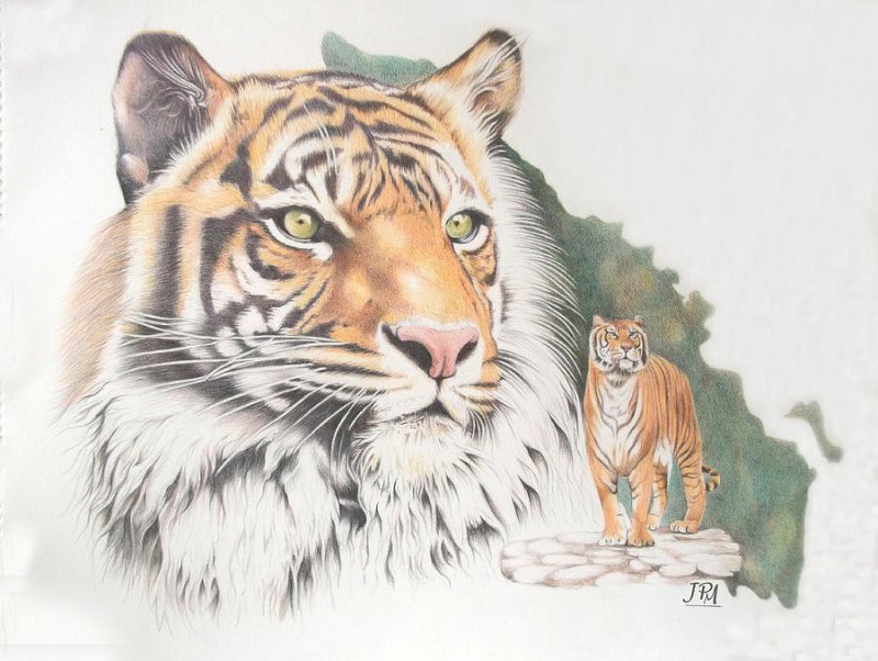 рисунки тигр