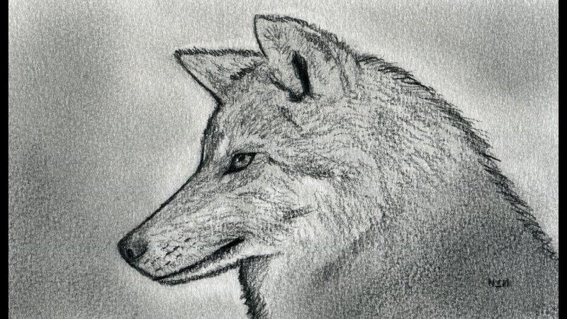 Рисунки Волков карандашом