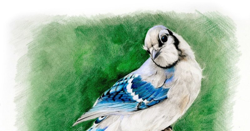 Сойка рисунок карандашом