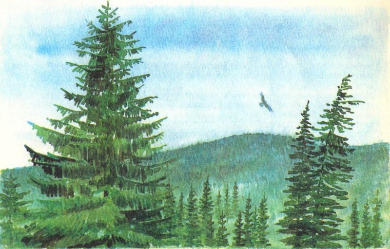 Ель в тайге
