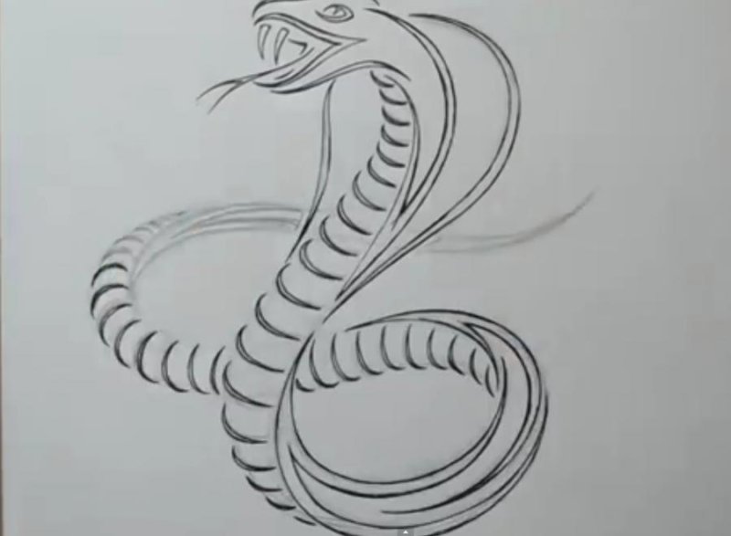 Рисунок змеи для срисовки