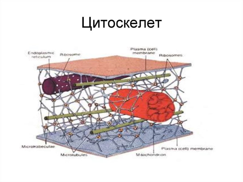 Рисунок цитоскелета клетки