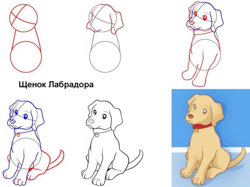 Поэтапный рисунок собаки