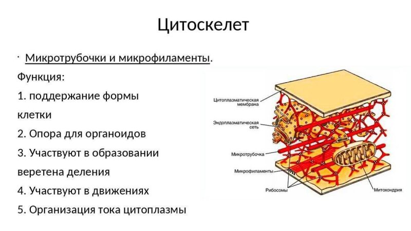 Строение цитоскелета растительной клетки