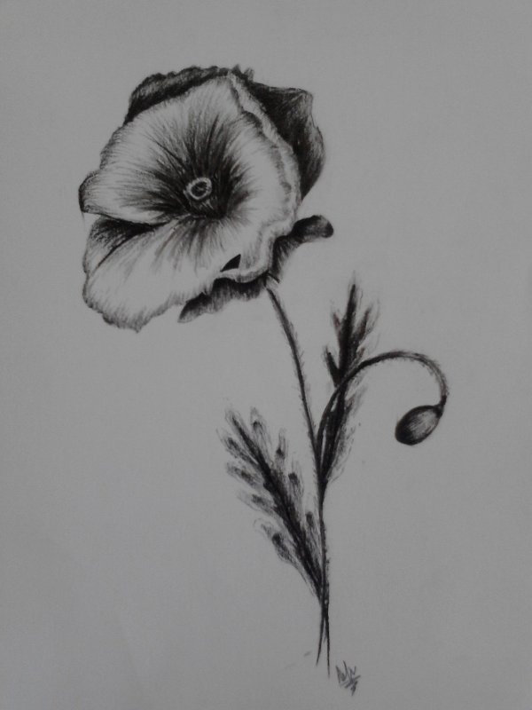 Рисунки углем