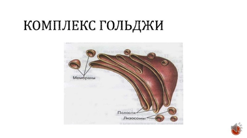 Комплекс Гольджи