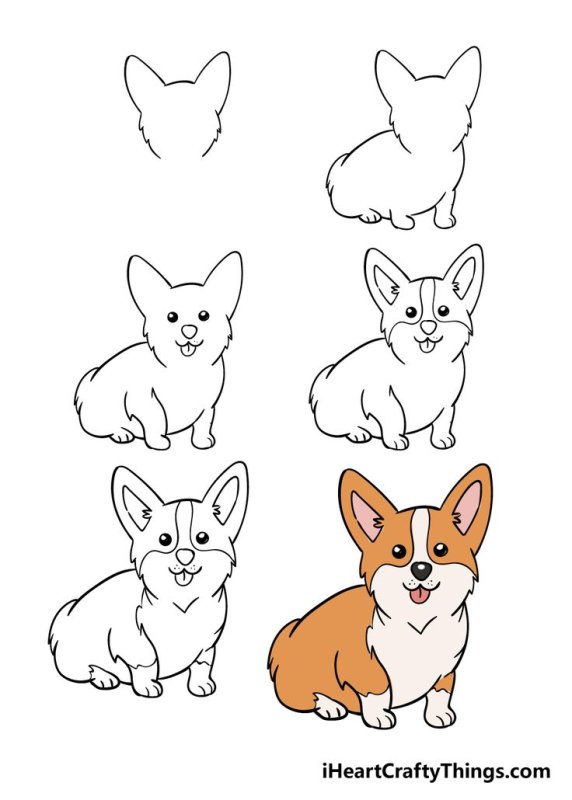 Вельш корги пемброк рисунок