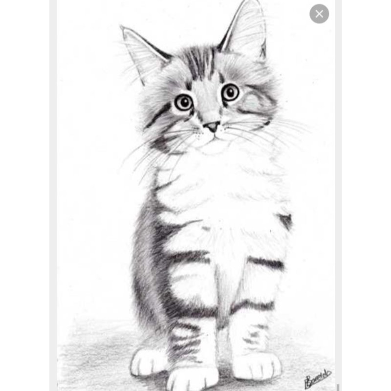Кошка рисунок карандашом
