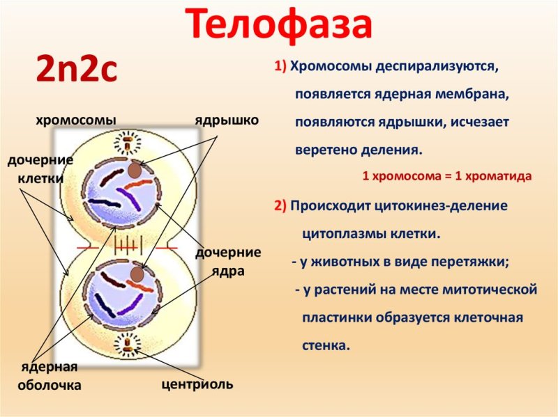 Телофаза 2 процессы