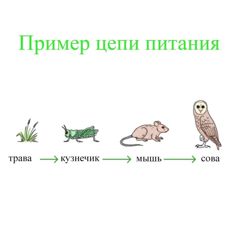 Схема пастбищной пищевой цепи