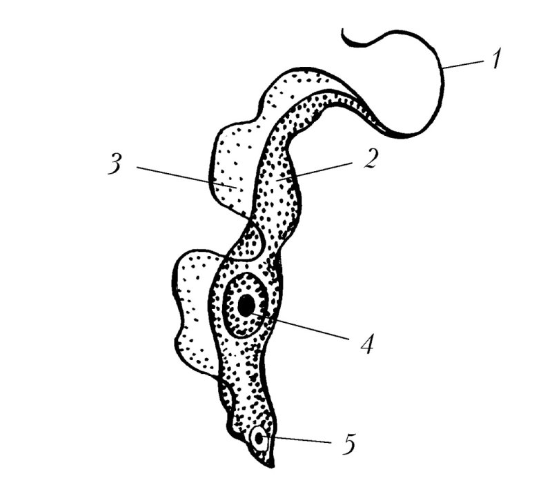 Trypanosoma cruzi строение