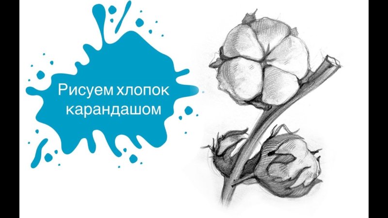 Хлопчатник рисунок карандашом