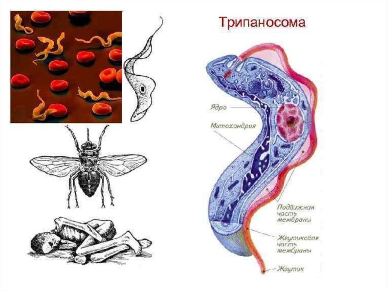 Трипаносома пути заражения