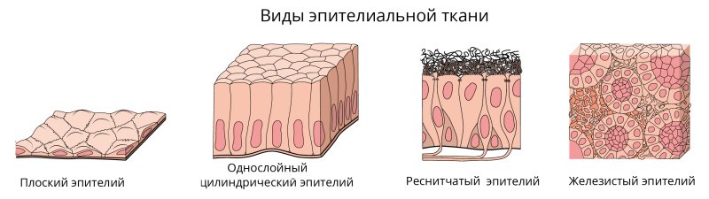 Тип ткани эпителиальная вид ткани