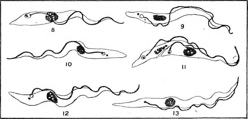 Trypanosoma lewisi строение