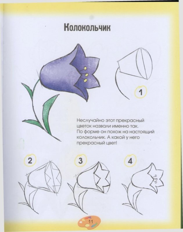 Колокольчик цветок рисунок карандашом