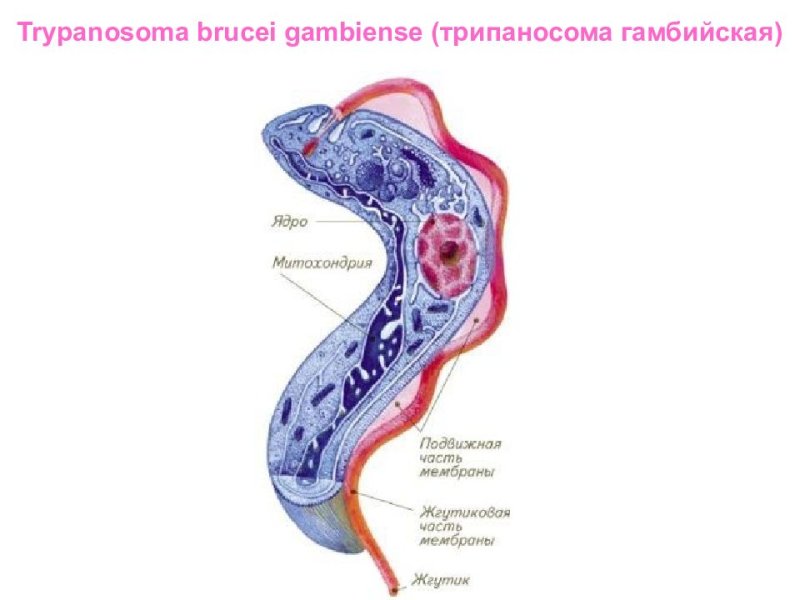 Трипаносома гамбийская строение