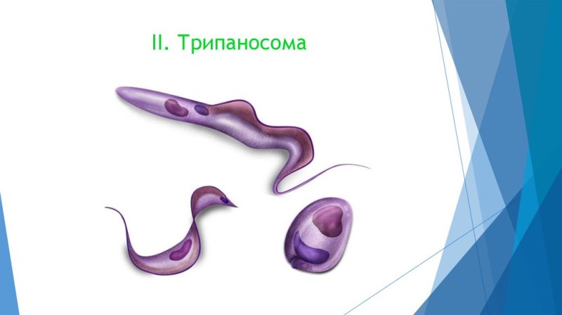 Простейшие паразиты трипаносомы