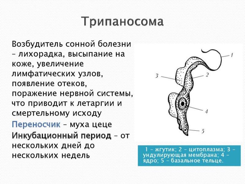 Трипаносома биология строение