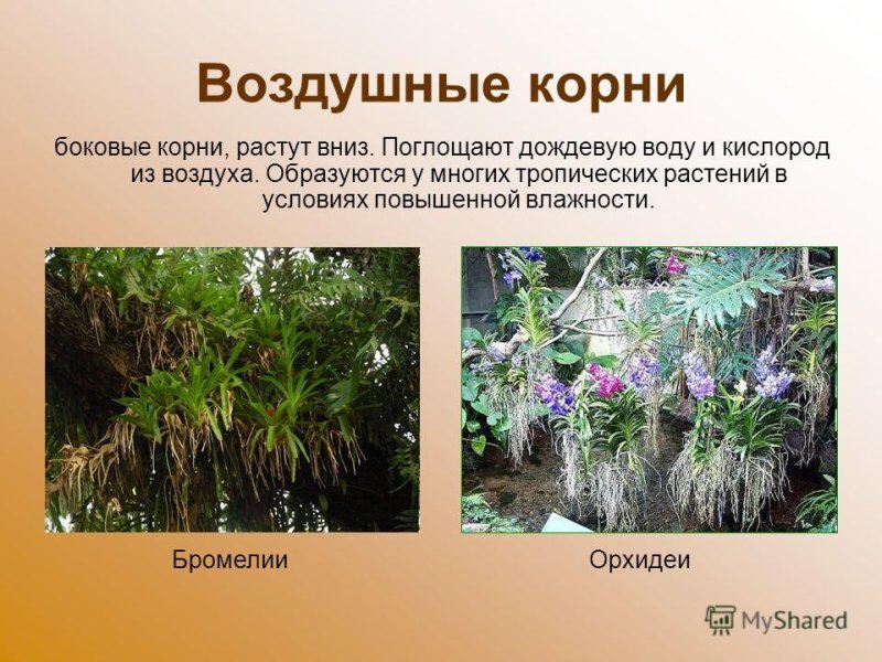 Воздушные корни тропических растений