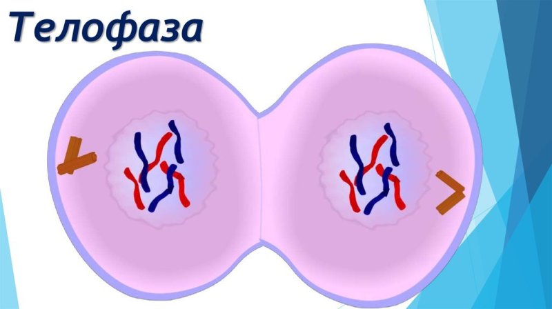 Телофаза 2 митоза