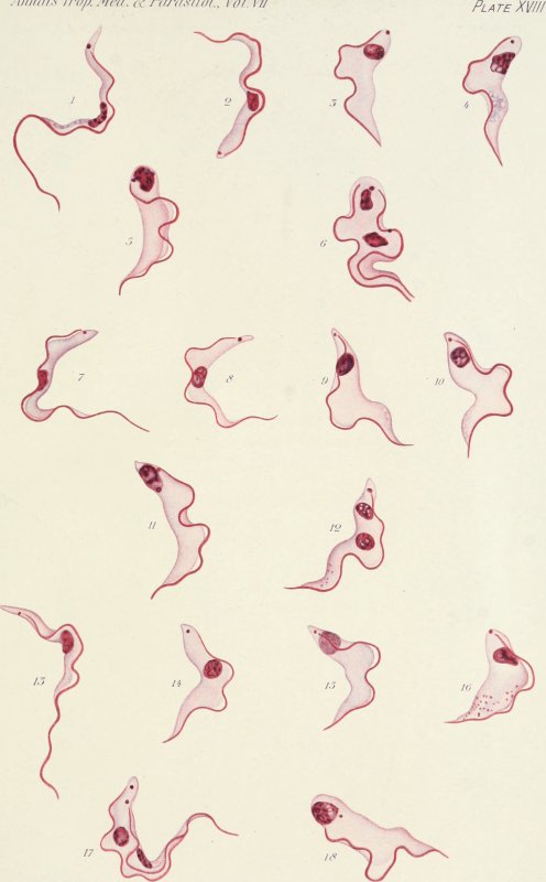 Trypanosoma equiperdum строение