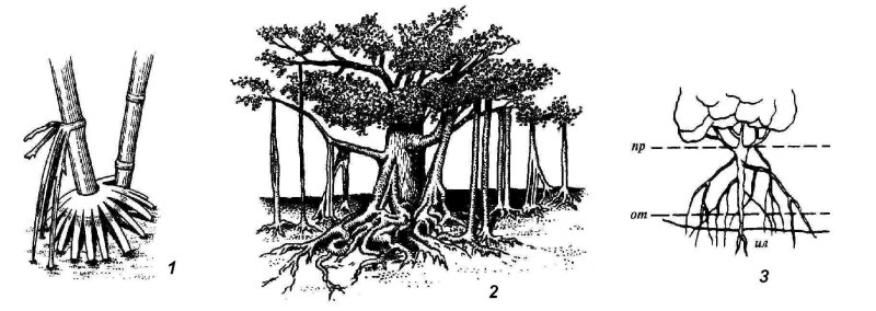 Корни подпорки ходульные