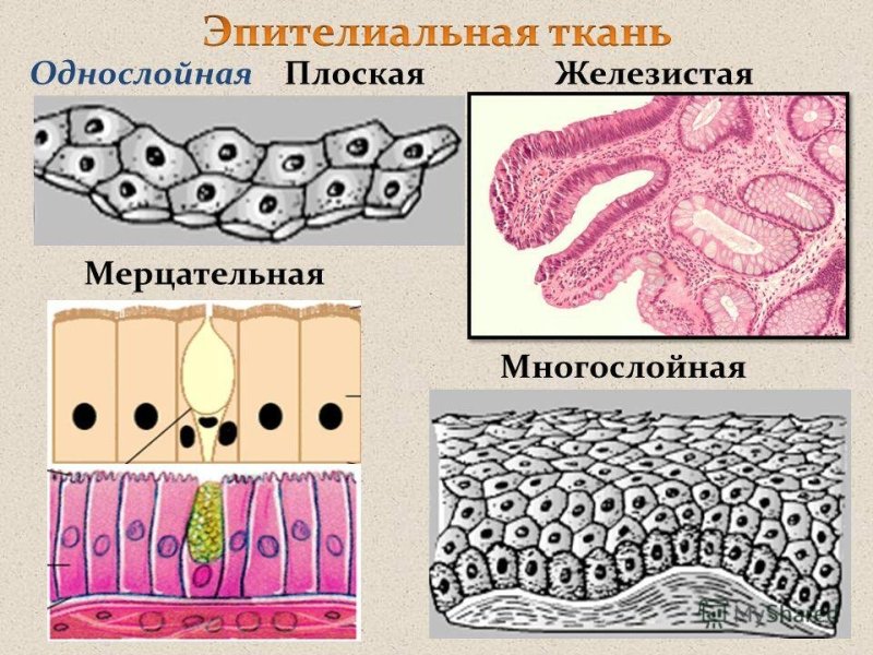 Ткани человека эпителиальная ткань