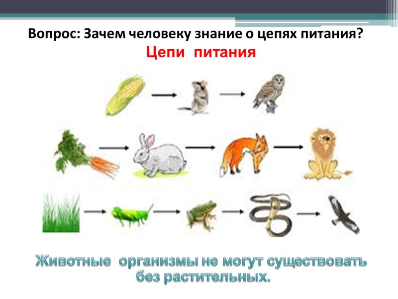 4 Цепочки питания животных