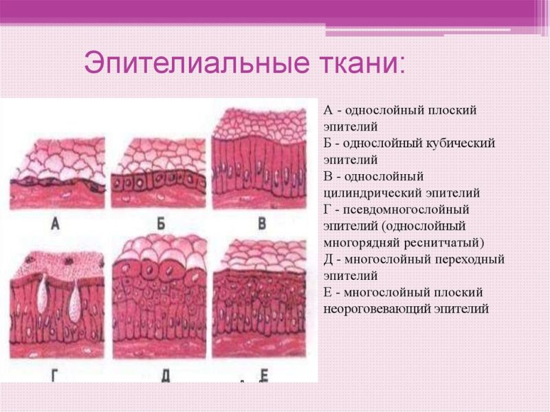 Строение эпителиальной ткани покровный эпителий